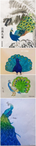 云南孔雀_副本