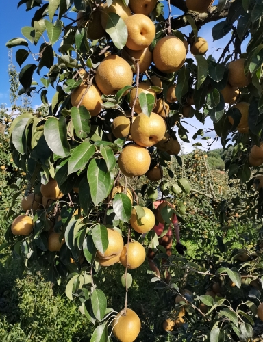 闫凤英-《丰收》